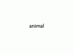 animal