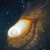 teaser_siegfried03